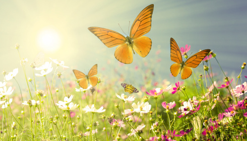 Pole s motýlky