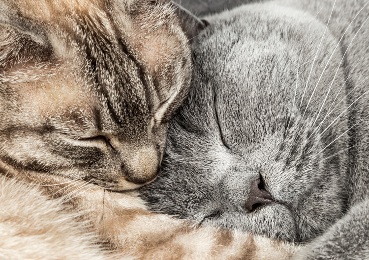 Dvě spící kočky