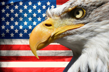 Portrét orla na vlajce