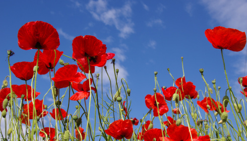 Červené máky