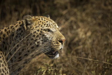 Leopard na lovu