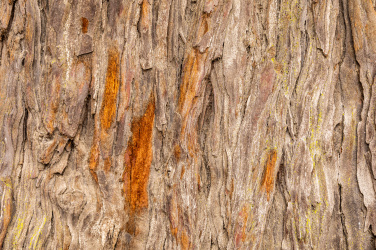 Textura starého stromu