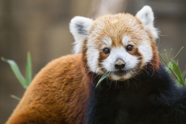 Roztomilá panda červená