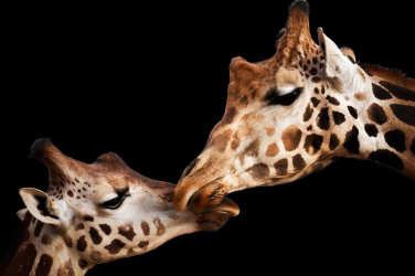 Žirafí láska