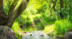 Potok v tropickém lese