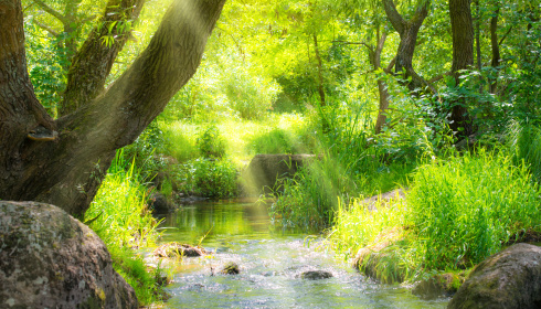 Potok v tropickém lese