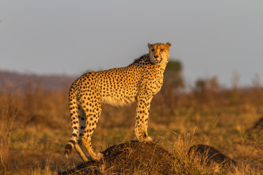 Stojící gepard