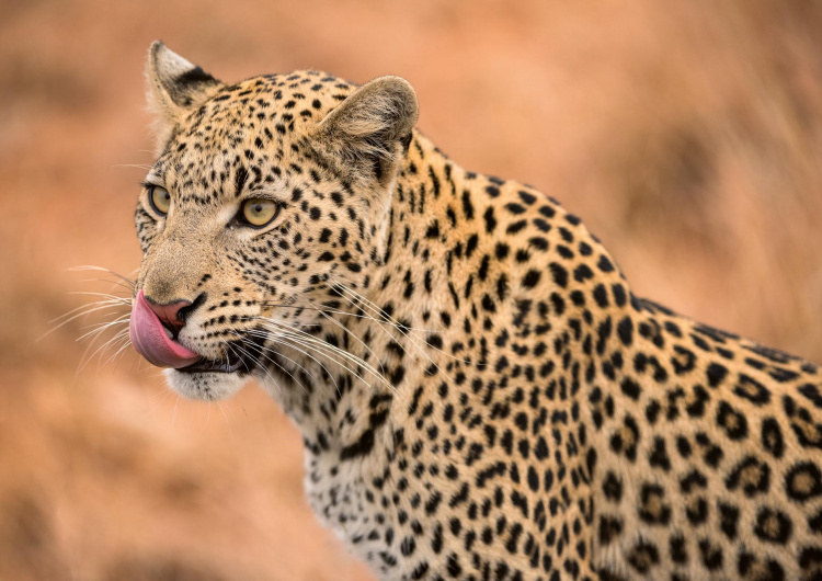 Samice leoparda