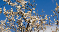 Větve mandlových stromů