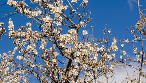 Větve mandlových stromů