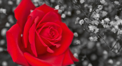 Červená růže, černobílá