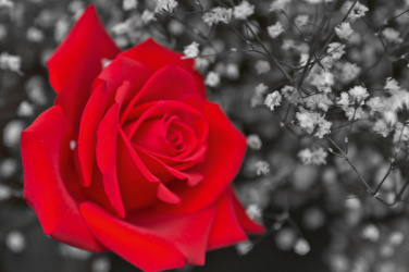 Červená růže, černobílá
