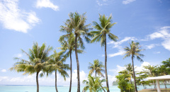 Palmy na pláži