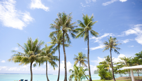 Palmy na pláži