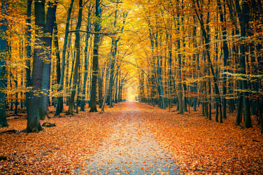 Barevný podzimní park