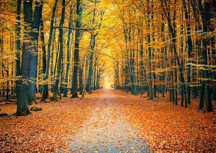 Barevný podzimní park