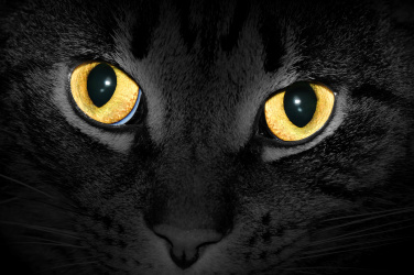 Žluté kočičí oči