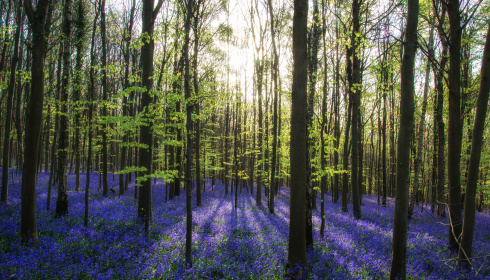 Koberec z lesních zvonků