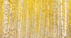 Žlutá bříza