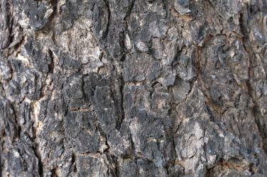 Detail textury stromu