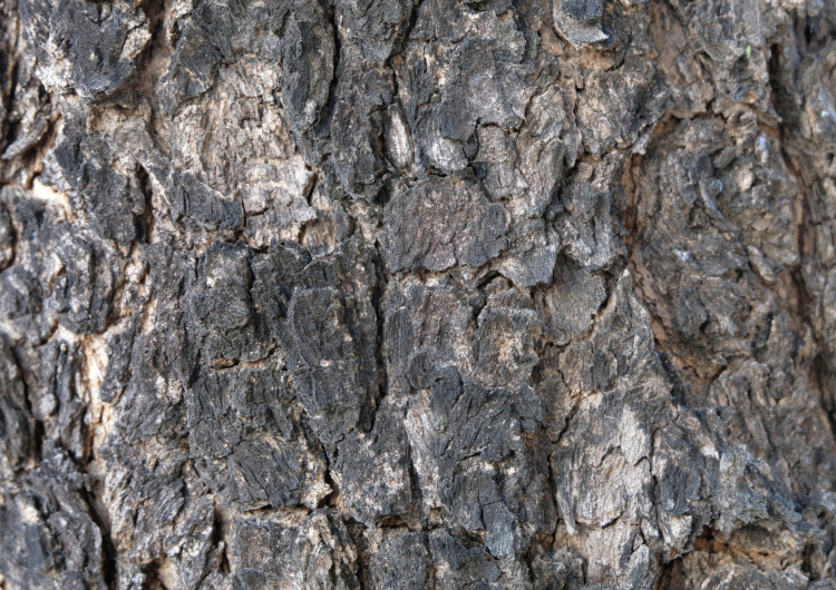Detail textury stromu