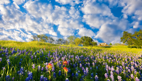 Bluebonnet