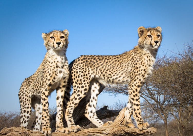 Mladí gepardi