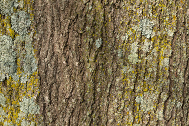 Textura kůry stromu