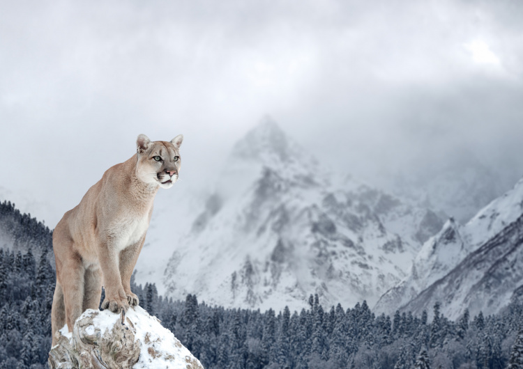 Puma v horách