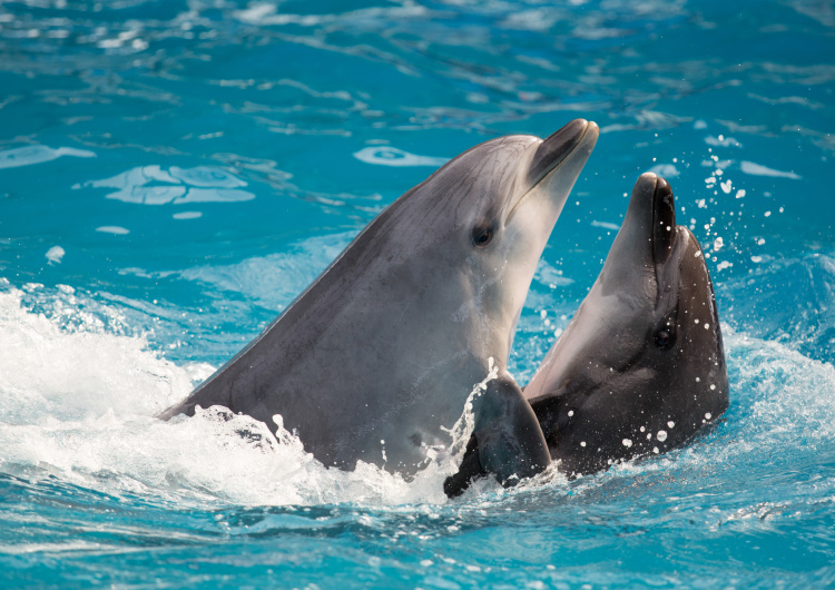 Delfíní pár