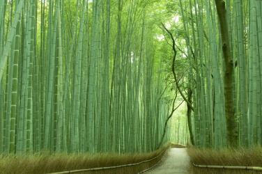 Bambusová stezka