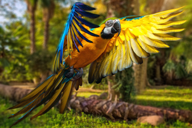 Krásný barevný papoušek