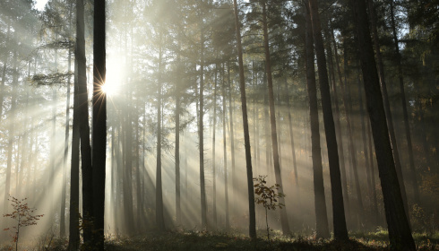 Paprsky v podzimním lese