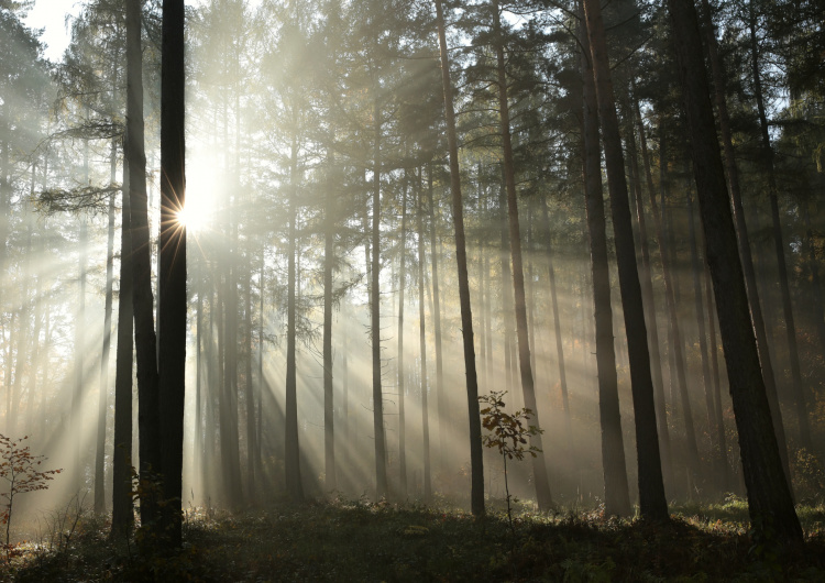 Paprsky v podzimním lese