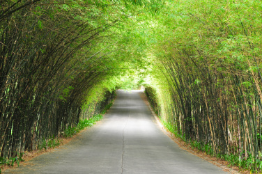 Bambusová cesta