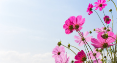 Kvetoucí růžové pole