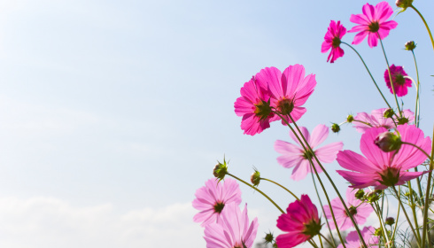 Kvetoucí růžové pole