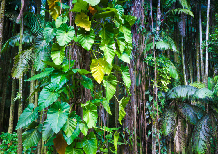 Listy v tropické džungli