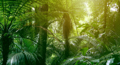 Tropická džungle II.