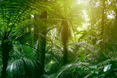 Tropická džungle II.