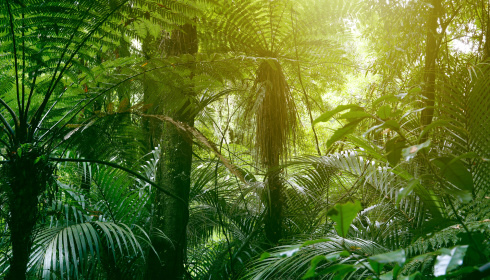 Tropická džungle II.