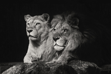 Lví pár