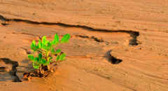 Pěstování pouštní rostliny