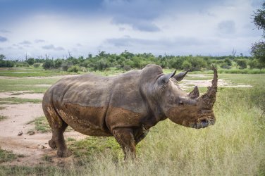 Procházející se nosorožec