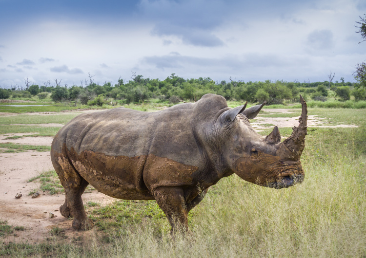 Procházející se nosorožec