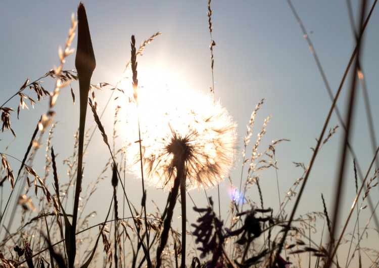 Pampeliška v záři