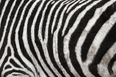 Textura zebry