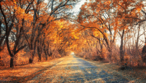 Cesta podzimní uličkou