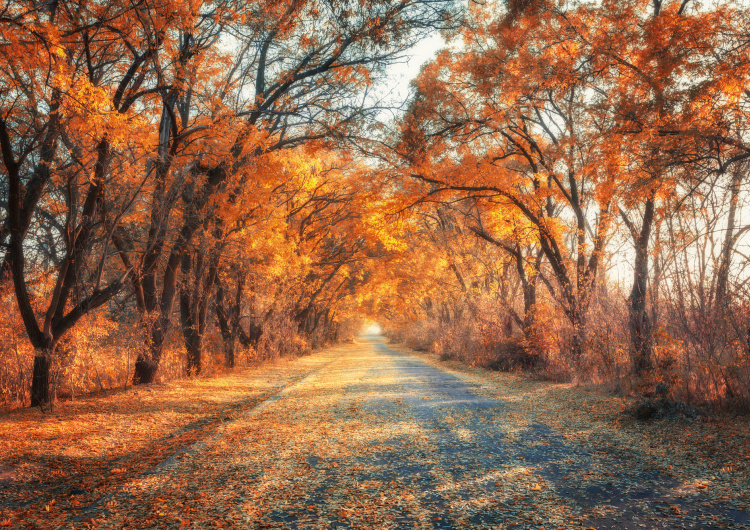 Cesta podzimní uličkou