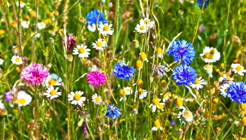 Divoké pole květin